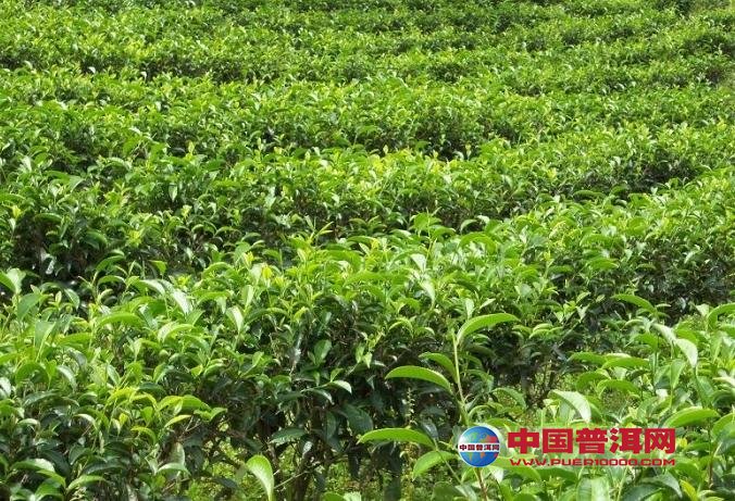 普洱茶