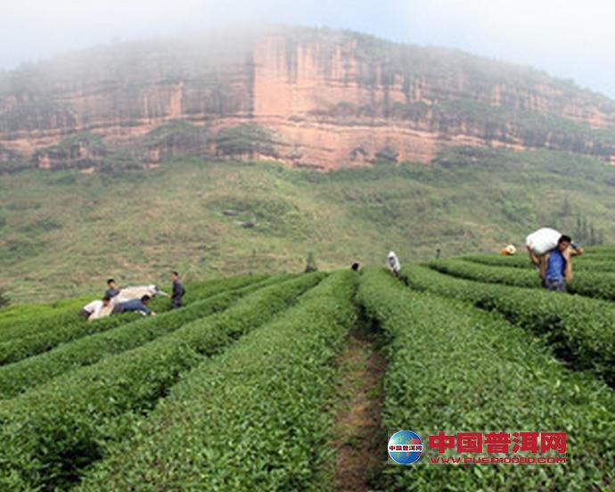 普洱茶