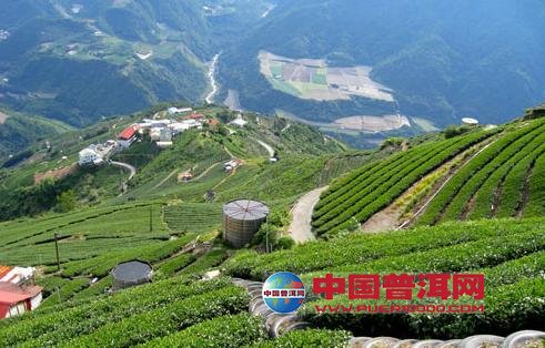 普洱茶
