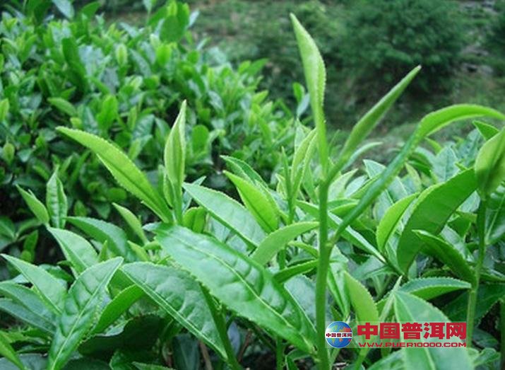 <u><a href='http://www.puer10000.com/puerzhishi/32854.html' target='_blank'>ն<u><a href='http://www.puer10000.com/puerzhishi/100997.html' target='_blank'></a></u></a></u>
