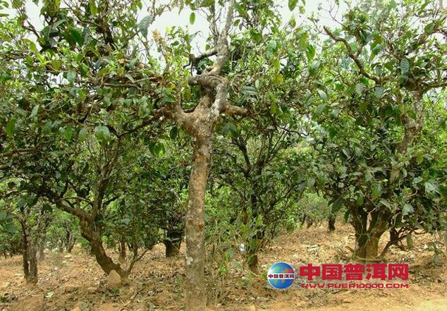 勐库小户赛茶区-普洱茶山头-普洱茶山介绍-中国普洱网