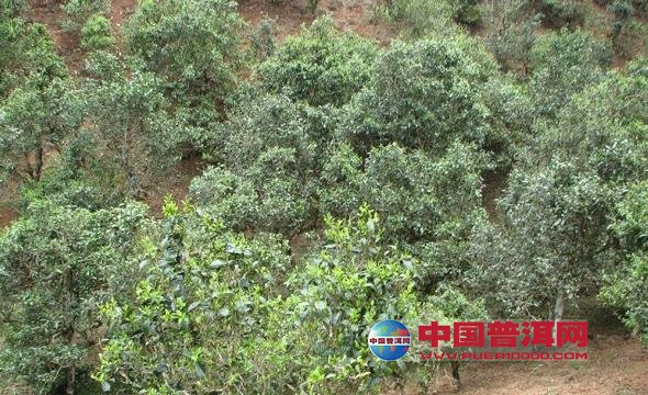 普洱茶
