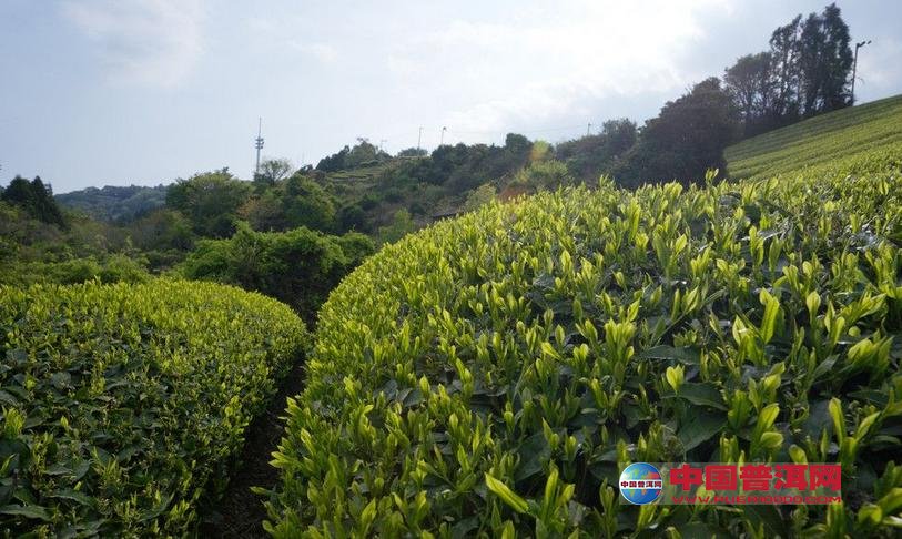 普洱茶