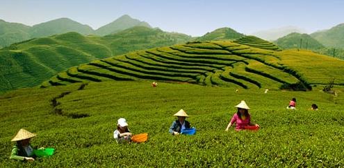 普洱茶