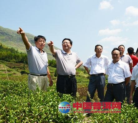 普洱茶