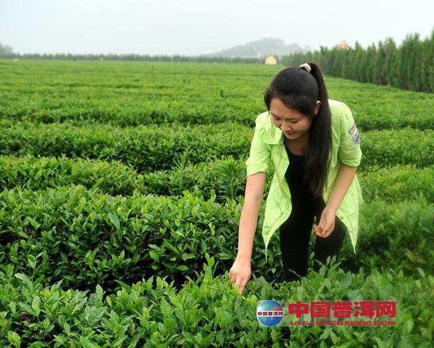 普洱茶