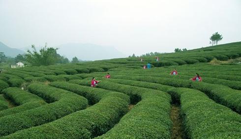 普洱茶
