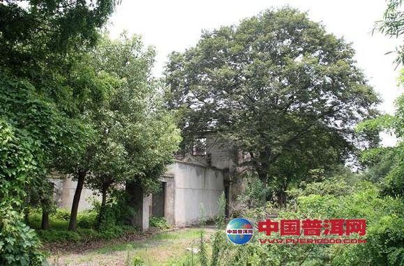 普洱茶
