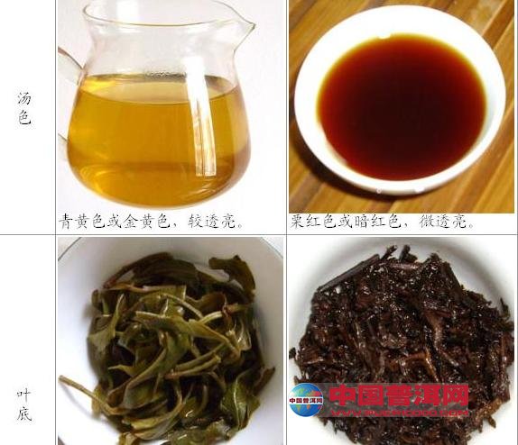 普洱茶