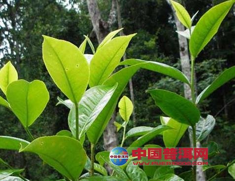 普洱茶