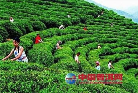普洱茶