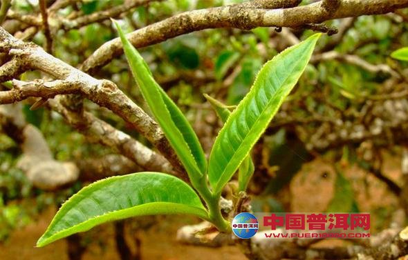 普洱茶