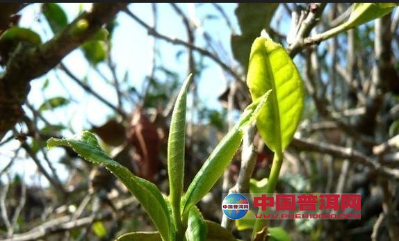 普洱茶