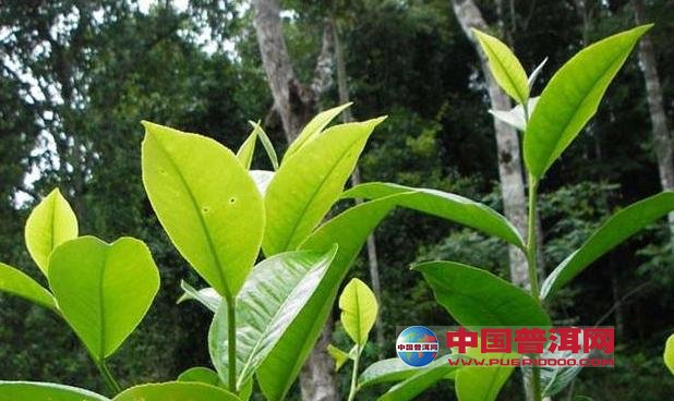 <u><a href='http://www.puer10000.com/puerzhishi/32854.html' target='_blank'>ն<u><a href='http://www.puer10000.com/puerzhishi/100997.html' target='_blank'></a></u></a></u>