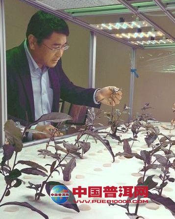 普洱茶