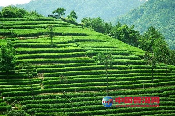 <u><a href='http://www.puer10000.com/puerzhishi/32854.html' target='_blank'>ն<u><a href='http://www.puer10000.com/puerzhishi/100997.html' target='_blank'></a></u></a></u>