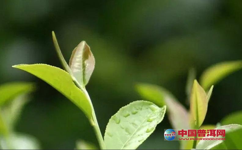 普洱茶
