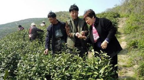 普洱茶