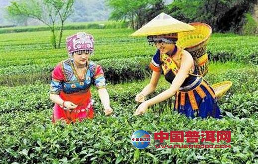 普洱茶