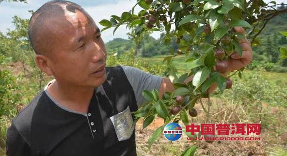 普洱茶