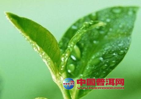 普洱茶