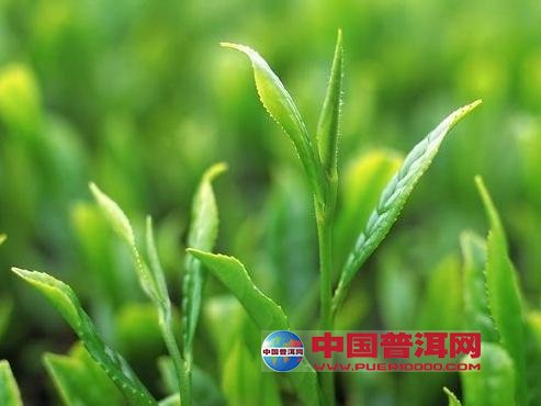 <u><a href='http://www.puer10000.com/puerzhishi/32854.html' target='_blank'>ն<u><a href='http://www.puer10000.com/puerzhishi/100997.html' target='_blank'></a></u></a></u>