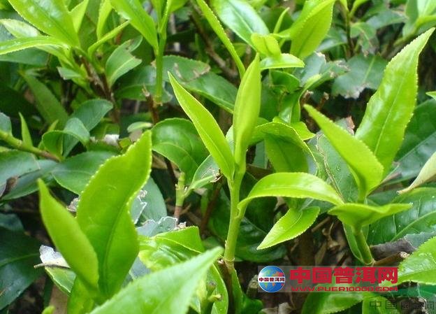 普洱茶