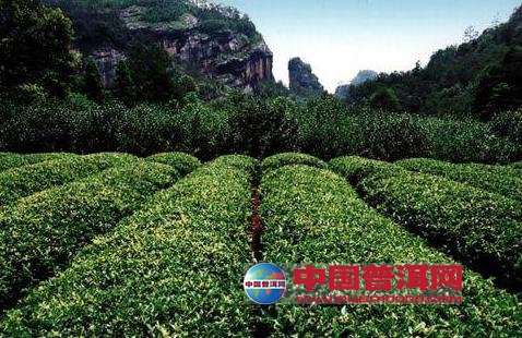 <u><a href='http://www.puer10000.com/puerzhishi/32854.html' target='_blank'>ն<u><a href='http://www.puer10000.com/puerzhishi/100997.html' target='_blank'></a></u></a></u>