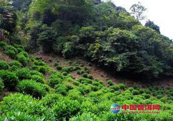 <u><a href='http://www.puer10000.com/puerzhishi/32854.html' target='_blank'>ն<u><a href='http://www.puer10000.com/puerzhishi/100997.html' target='_blank'></a></u></a></u>
