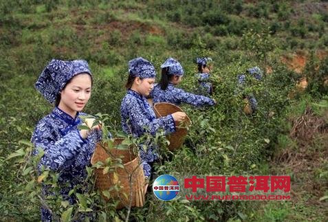 <u><a href='http://www.puer10000.com/puerzhishi/32854.html' target='_blank'>ն<u><a href='http://www.puer10000.com/puerzhishi/100997.html' target='_blank'></a></u></a></u>