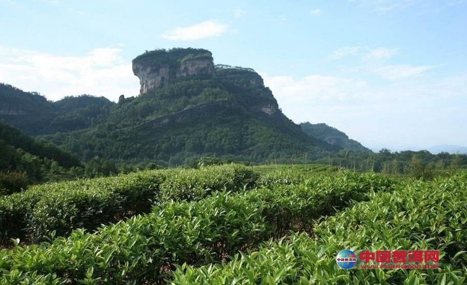 普洱茶