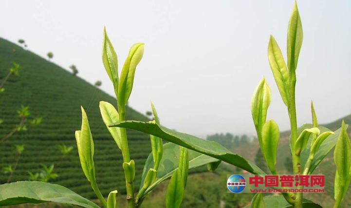 <u><a href='http://www.puer10000.com/puerzhishi/32854.html' target='_blank'>ն<u><a href='http://www.puer10000.com/puerzhishi/100997.html' target='_blank'></a></u></a></u>