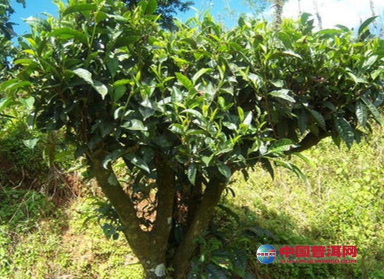 普洱茶