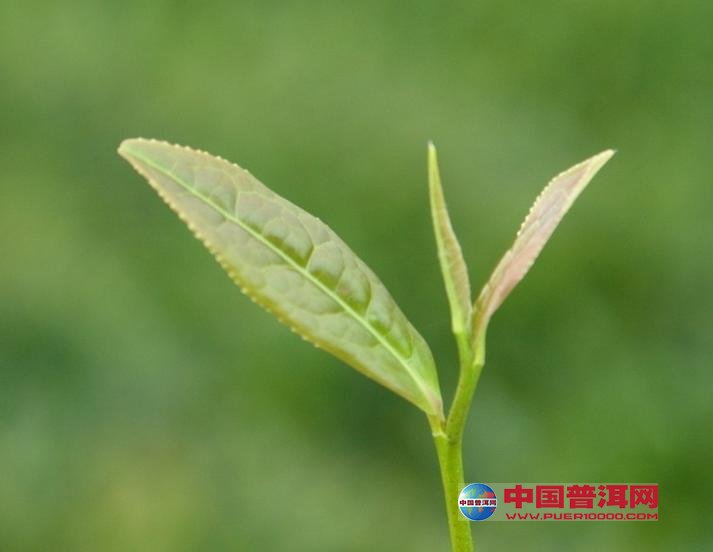 普洱茶