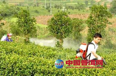 普洱茶