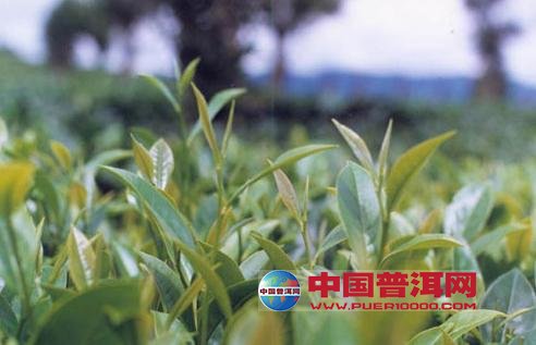 <u><a href='http://www.puer10000.com/puerzhishi/32854.html' target='_blank'>ն<u><a href='http://www.puer10000.com/puerzhishi/100997.html' target='_blank'></a></u></a></u>