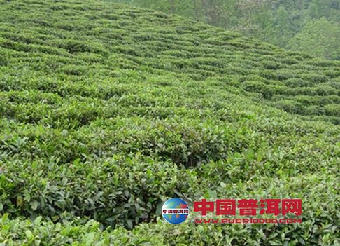 <u><a href='http://www.puer10000.com/puerzhishi/32854.html' target='_blank'>ն<u><a href='http://www.puer10000.com/puerzhishi/100997.html' target='_blank'></a></u></a></u>