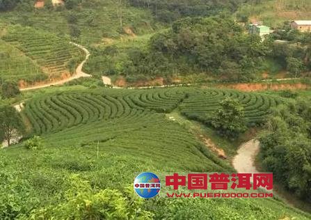 普洱茶