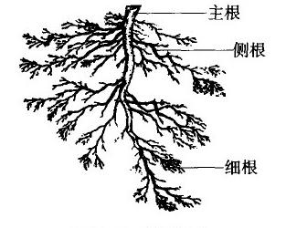 普洱茶