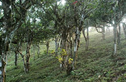 勐海茶区之勐宋古茶山-普洱茶产地-普洱茶山介绍-中国