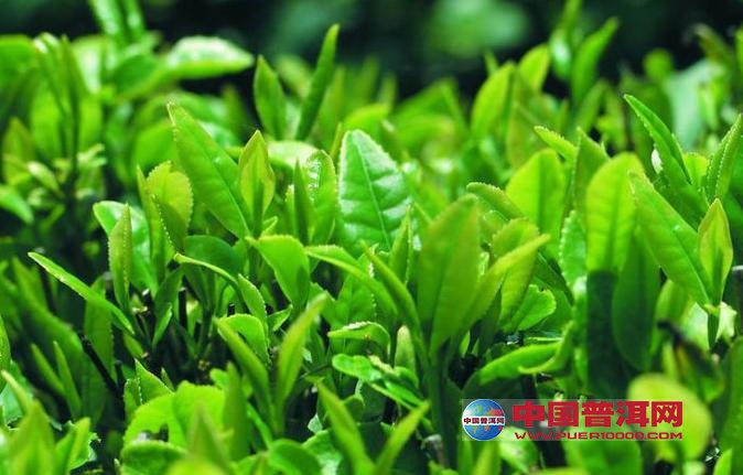 <u><a href='http://www.puer10000.com/puerzhishi/32854.html' target='_blank'>ն<u><a href='http://www.puer10000.com/puerzhishi/100997.html' target='_blank'></a></u></a></u>