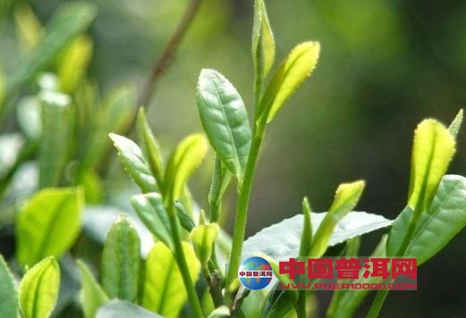 <u><a href='http://www.puer10000.com/puerzhishi/32854.html' target='_blank'>ն<u><a href='http://www.puer10000.com/puerzhishi/100997.html' target='_blank'></a></u></a></u>
