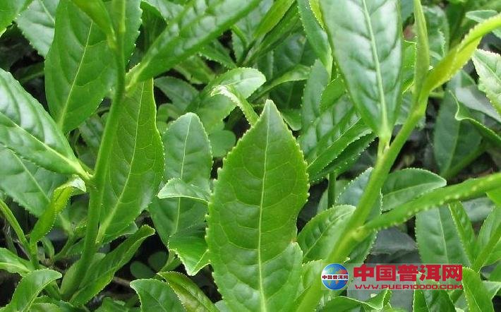 <u><a href='http://www.puer10000.com/puerzhishi/32854.html' target='_blank'>ն<u><a href='http://www.puer10000.com/puerzhishi/100997.html' target='_blank'></a></u></a></u>