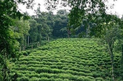 普洱茶