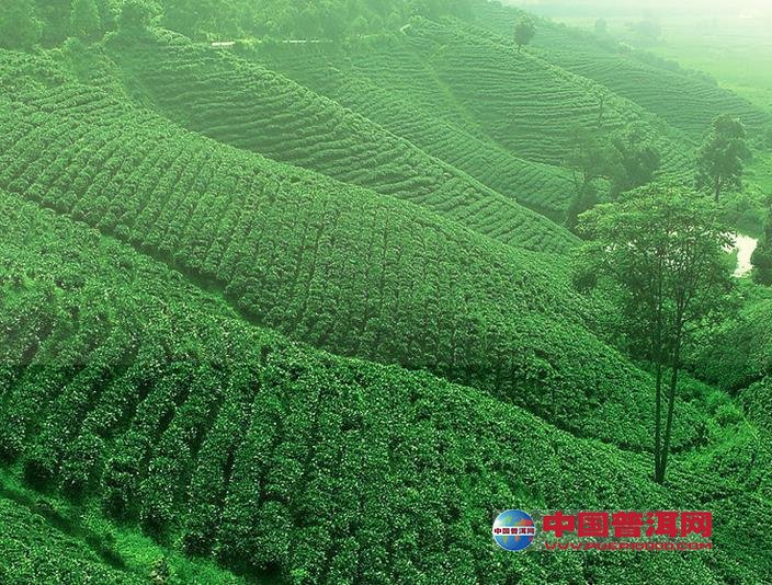 普洱茶