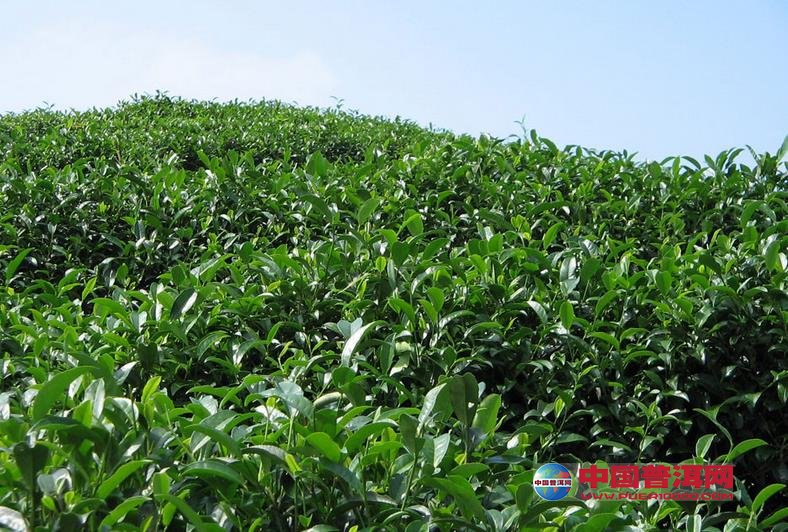 普洱茶