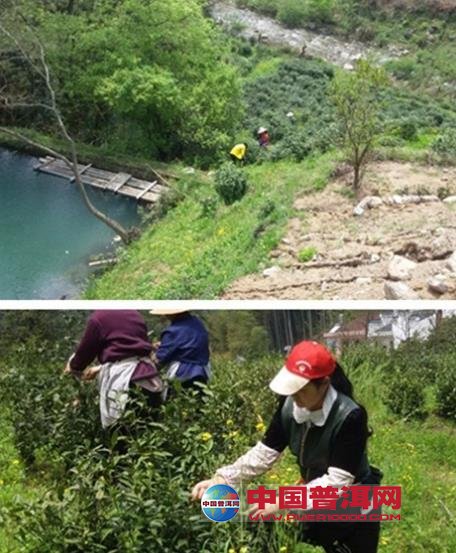 <u><a href='http://www.puer10000.com/puerzhishi/32854.html' target='_blank'>普洱<u><a href='http://www.puer10000.com/puerzhishi/100997.html' target='_blank'>茶</a></u></a></u>