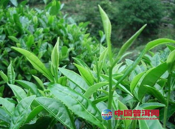 <u><a href='http://www.puer10000.com/puerzhishi/32854.html' target='_blank'>普洱<u><a href='http://www.puer10000.com/puerzhishi/100997.html' target='_blank'>茶</a></u></a></u>