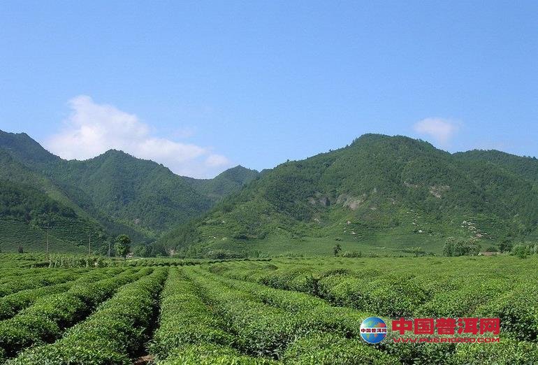 普洱茶