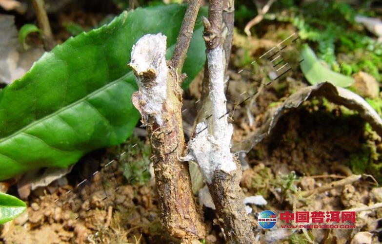 普洱茶